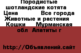 Породистые шотландские котята. › Цена ­ 5 000 - Все города Животные и растения » Кошки   . Мурманская обл.,Апатиты г.